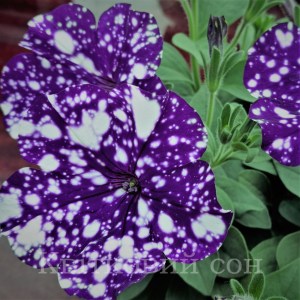 Surprise sparkling blue9